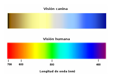 Imagen del espectro de la visión canina y la humana